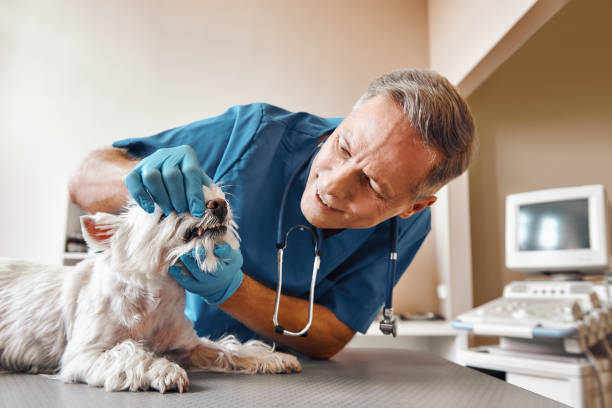 Best Weekend Emergency Dentist in La Plata, MO